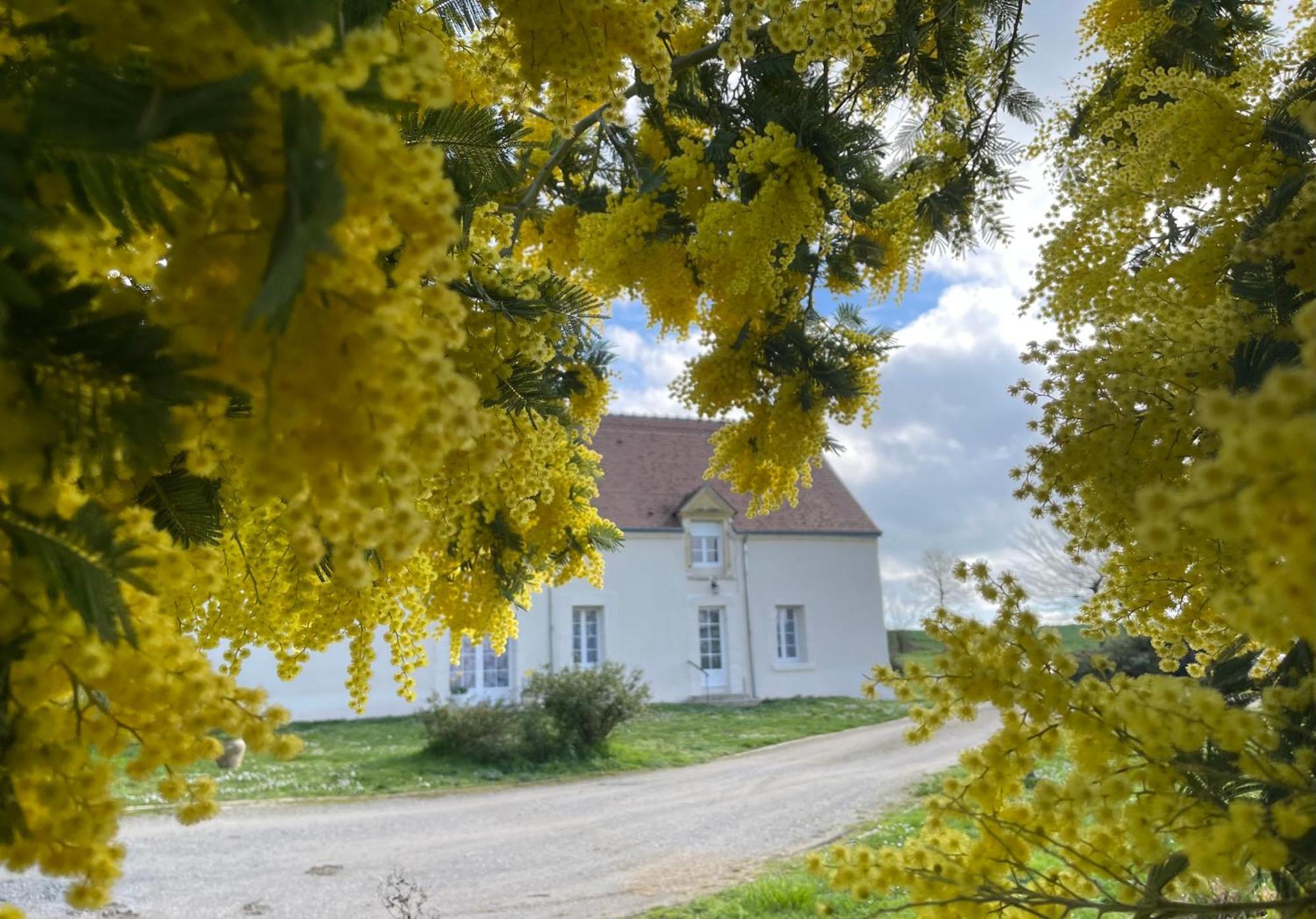 Les Mimosas Villa Gracay Eksteriør bilde